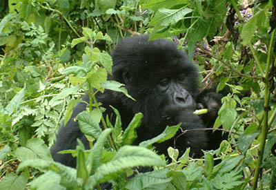 Zentralafrika, Uganda: Berggorillas und Safari - Kleiner Gorilla