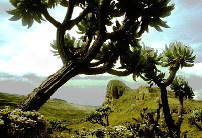 Zentralafrika, Uganda: Berggorillas und Safari - Mt. Elgon